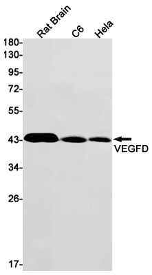 VEGFD Antibody