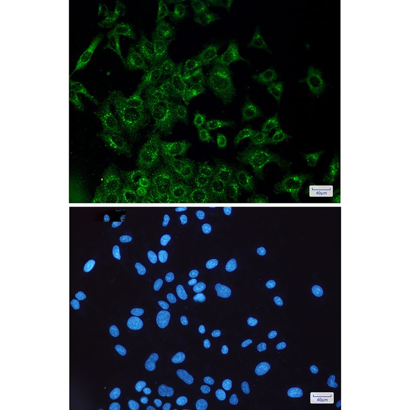 VEGFD Antibody