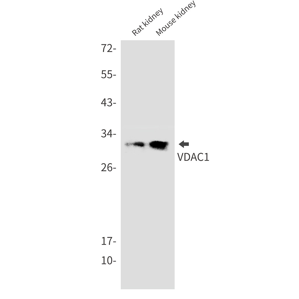 VDAC1 Antibody