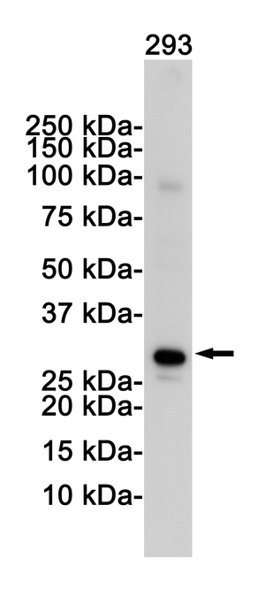 VDAC1 Antibody