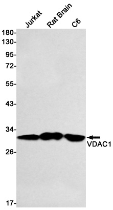VDAC1 Antibody