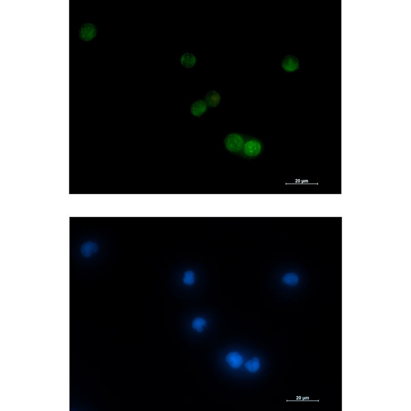 VAMP2 Antibody