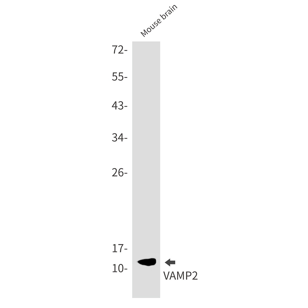 VAMP2 Antibody