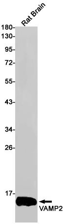 VAMP2 Antibody