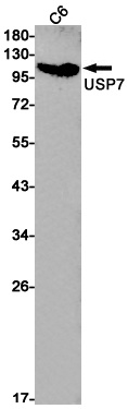 USP7 Antibody