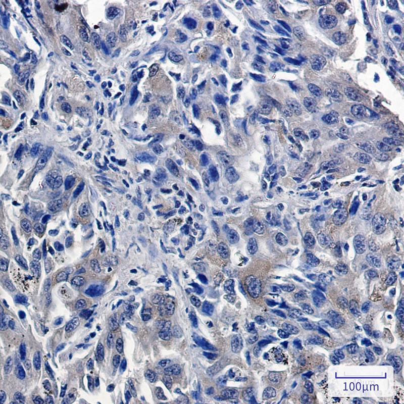 USP7 Antibody