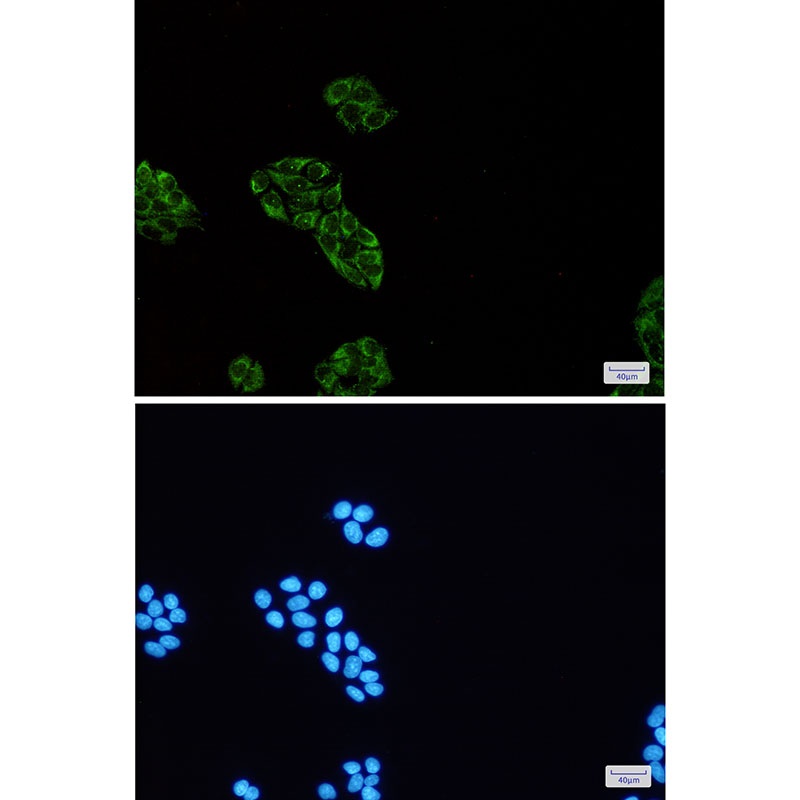 USP10 Rabbit mAb