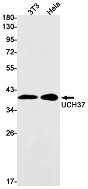 UCHL5 Rabbit mAb