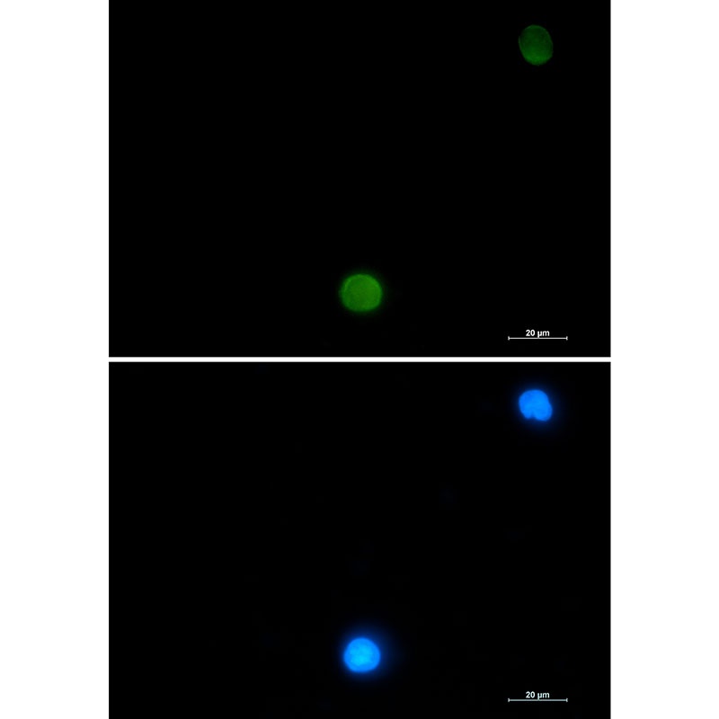 UBB Antibody