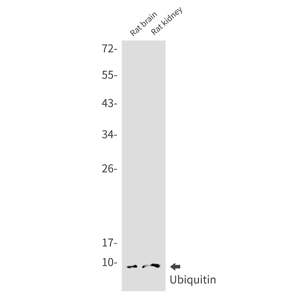 UBB Antibody