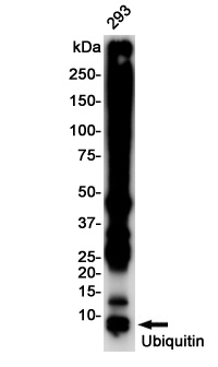 UBB Antibody