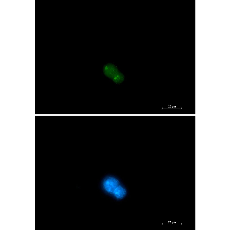 UBA2 Antibody