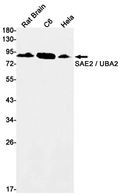 UBA2 Antibody