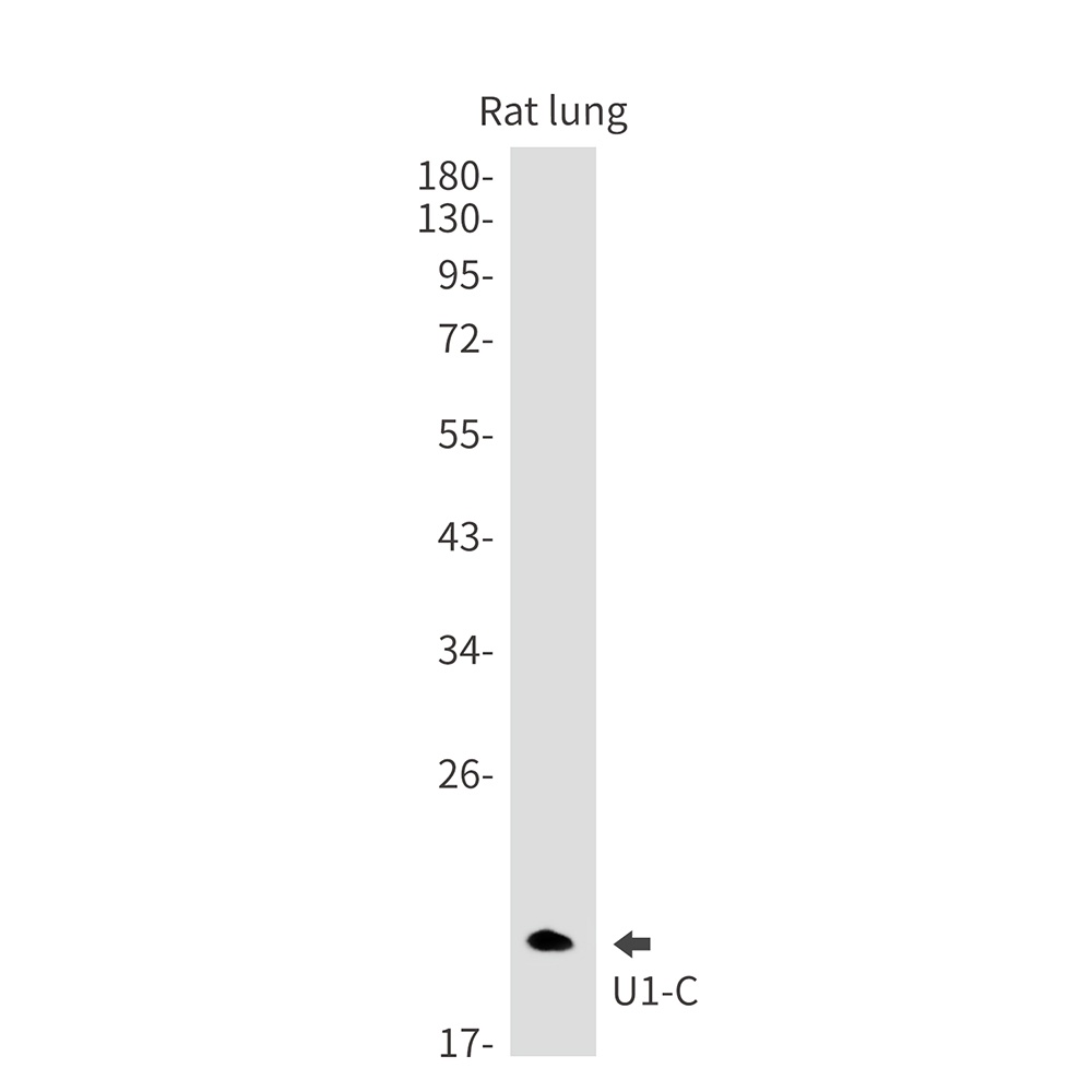 SNRPC Antibody