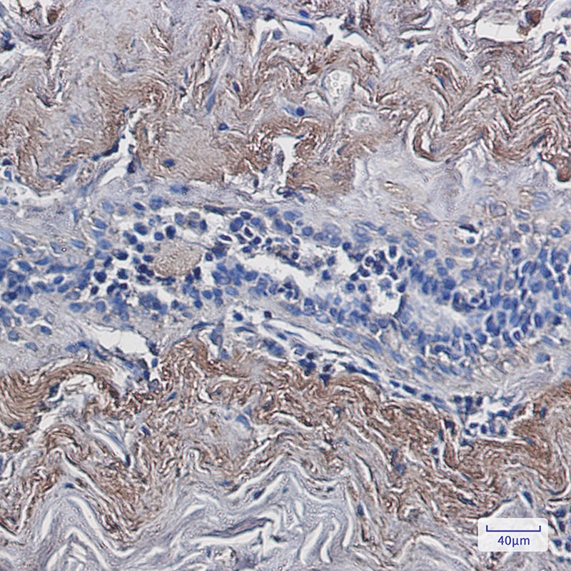 TXNL1 Antibody