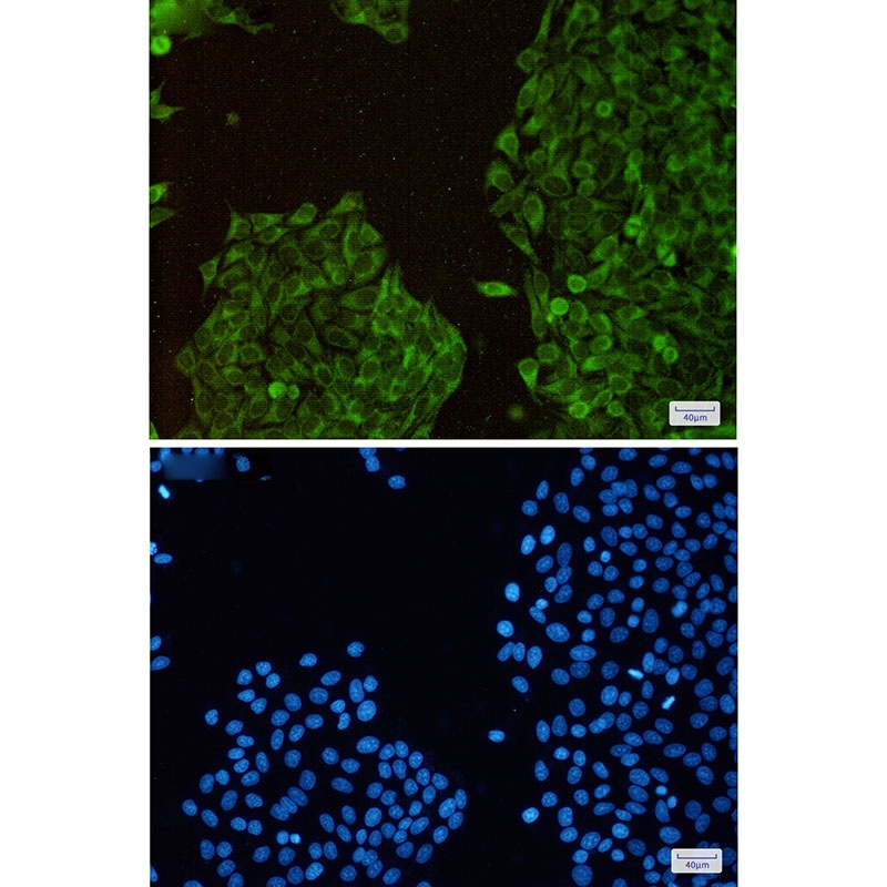TXNL1 Antibody
