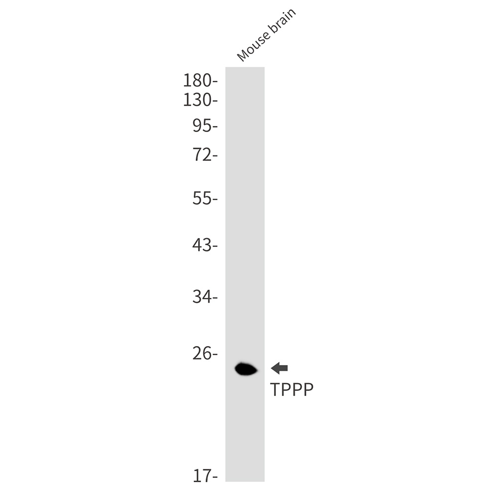 TPPP Antibody