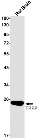 TPPP Antibody