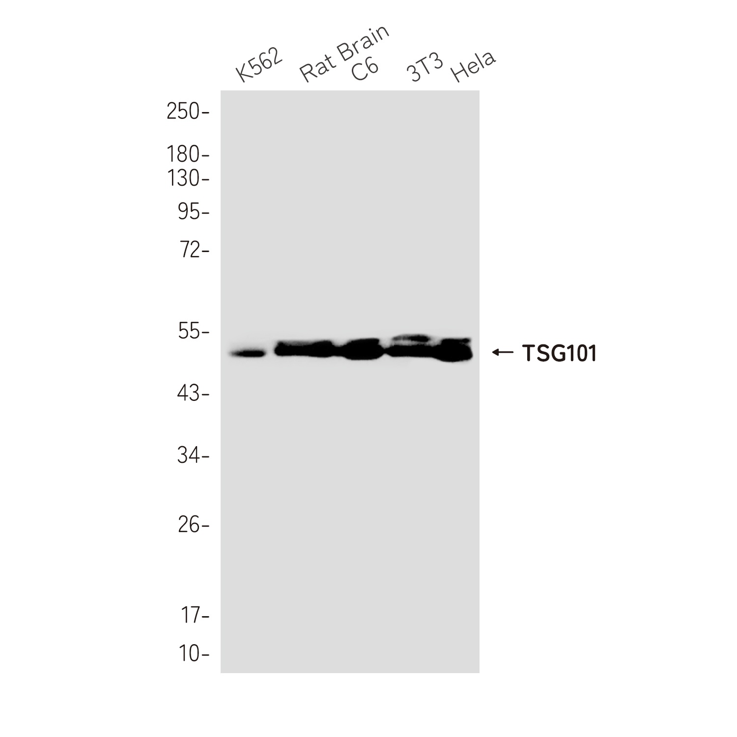 TSG101 Antibody