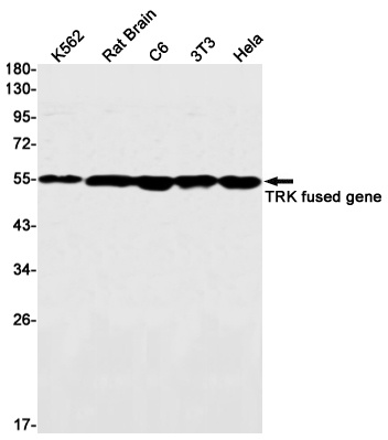 TFG Antibody