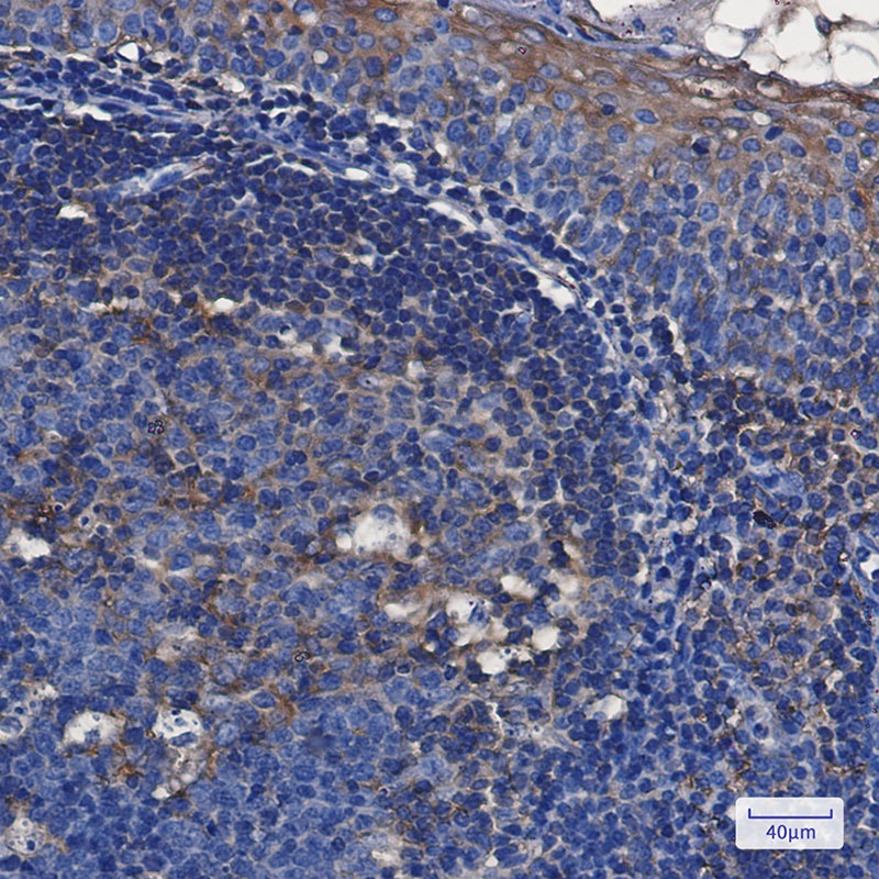 TFG Antibody