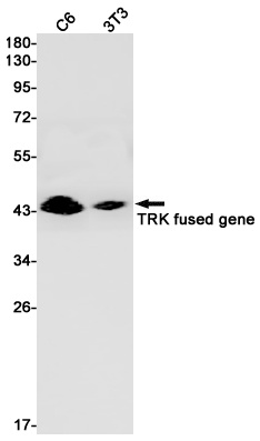 TFG Antibody