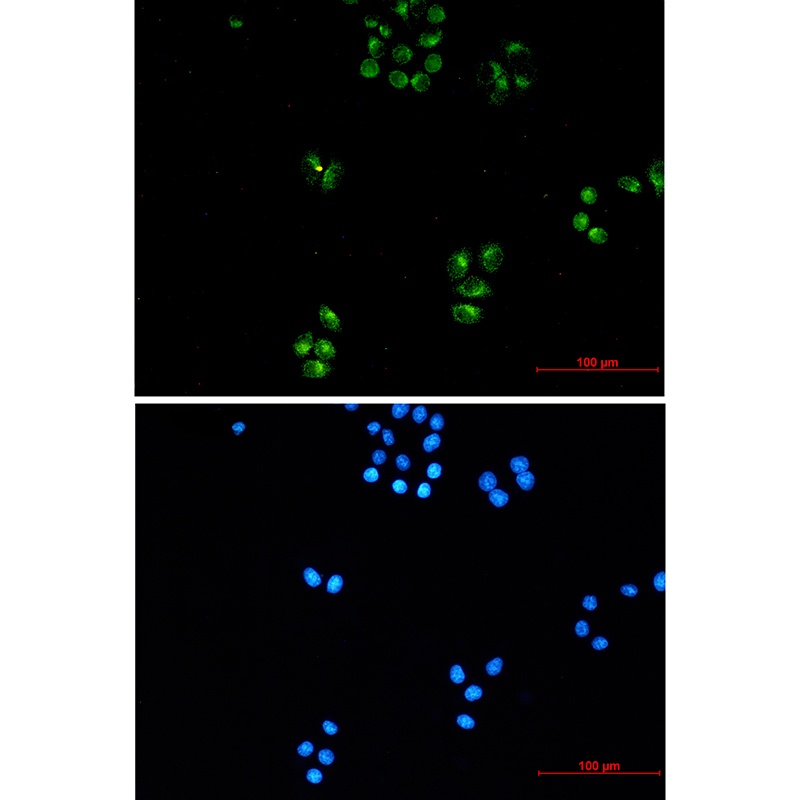 TFG Antibody