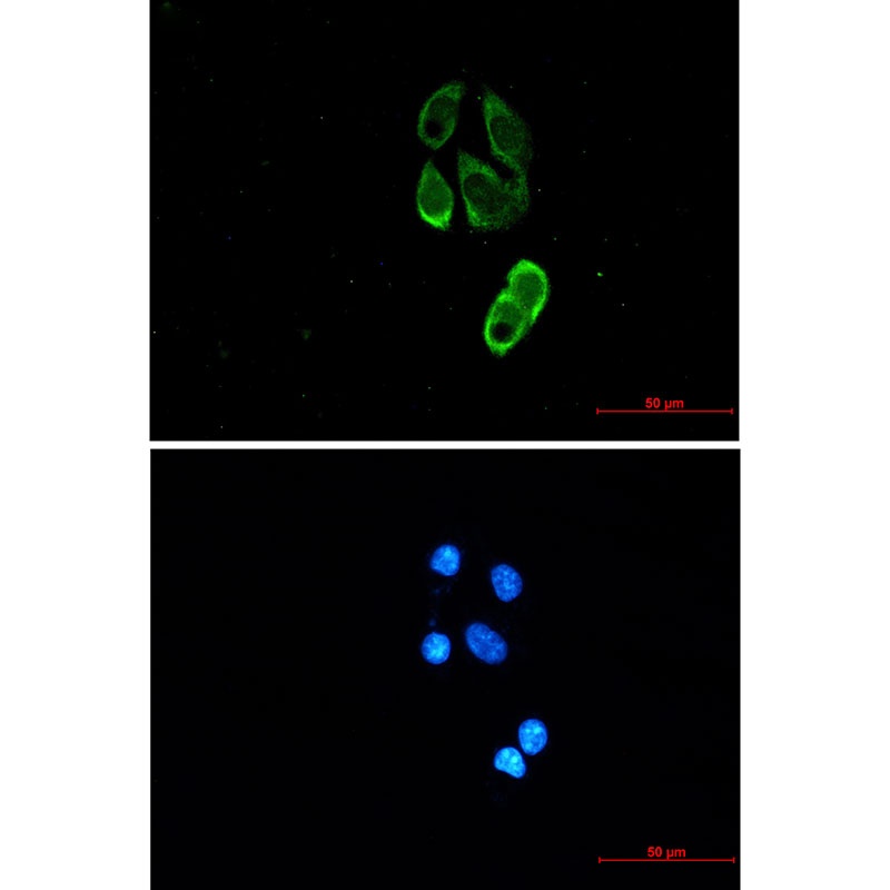 TRIM25 Antibody