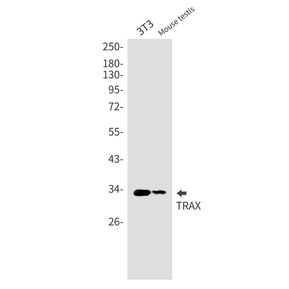 TSNAX Antibody