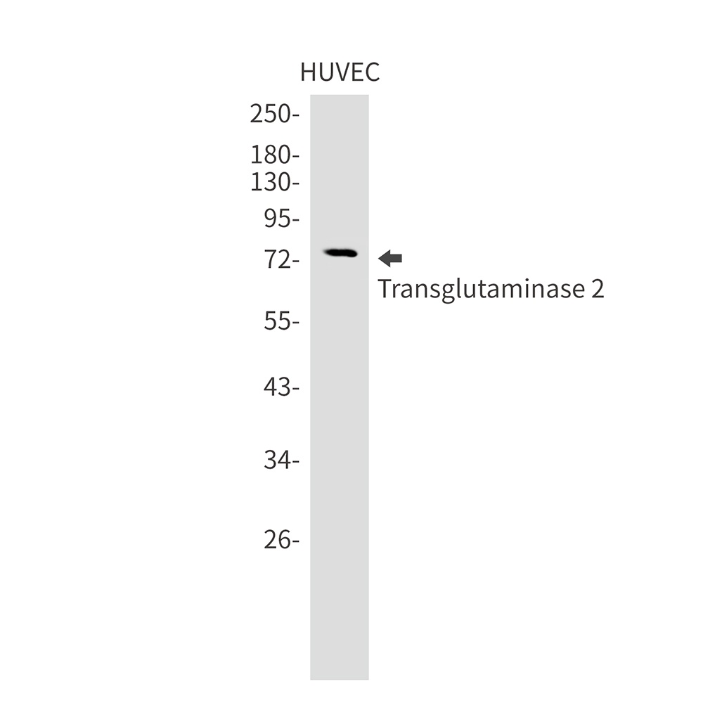 TGM2 Antibody
