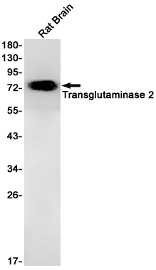 TGM2 Antibody