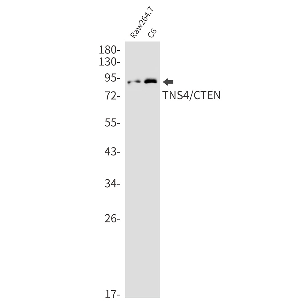 TNS4 Antibody