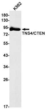 TNS4 Antibody