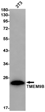 TMEM9B Antibody