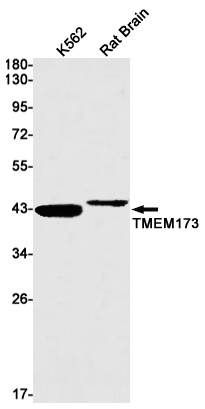 STING1 Antibody