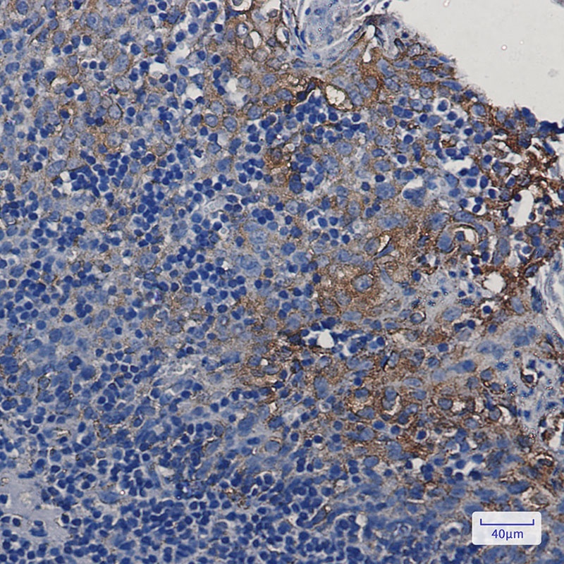 STING1 Antibody