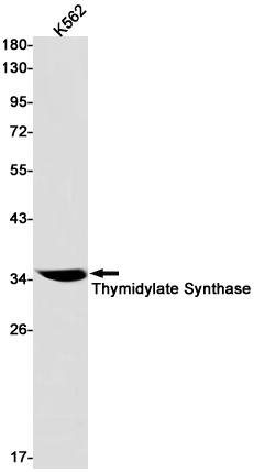 TYMS Antibody
