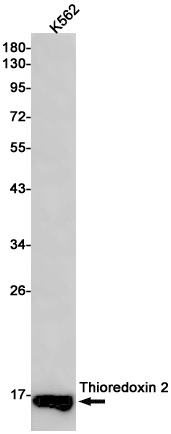 Thioredoxin 2 Rabbit mAb