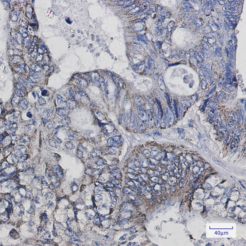 TXN2 Antibody