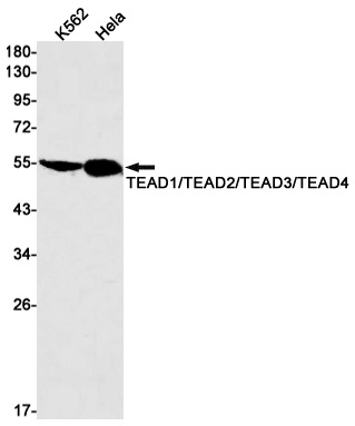 TEAD4 Antibody