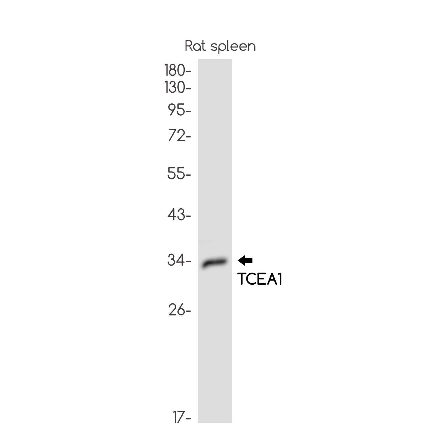 TCEA1 Antibody