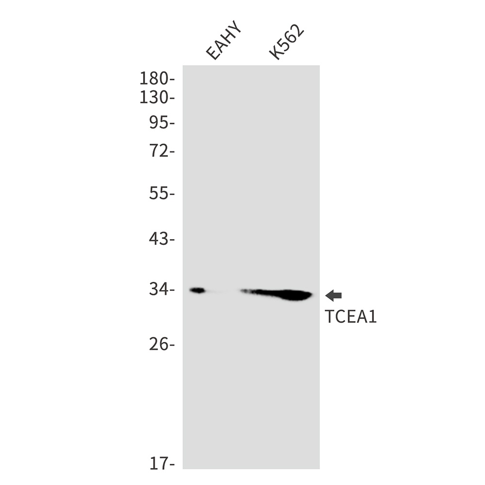 TCEA1 Antibody