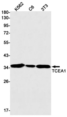 TCEA1 Antibody