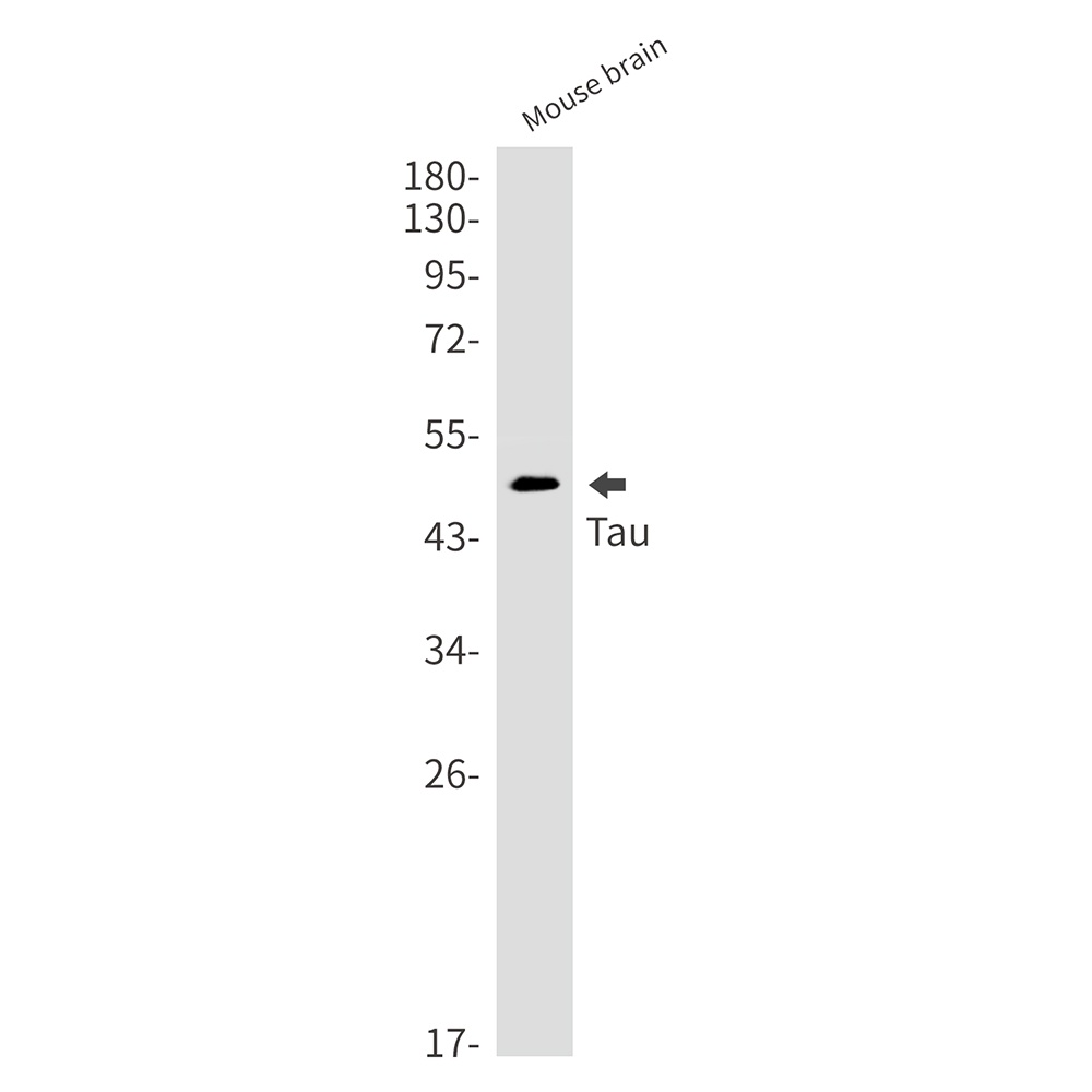MAPT Antibody