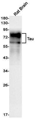 MAPT Antibody