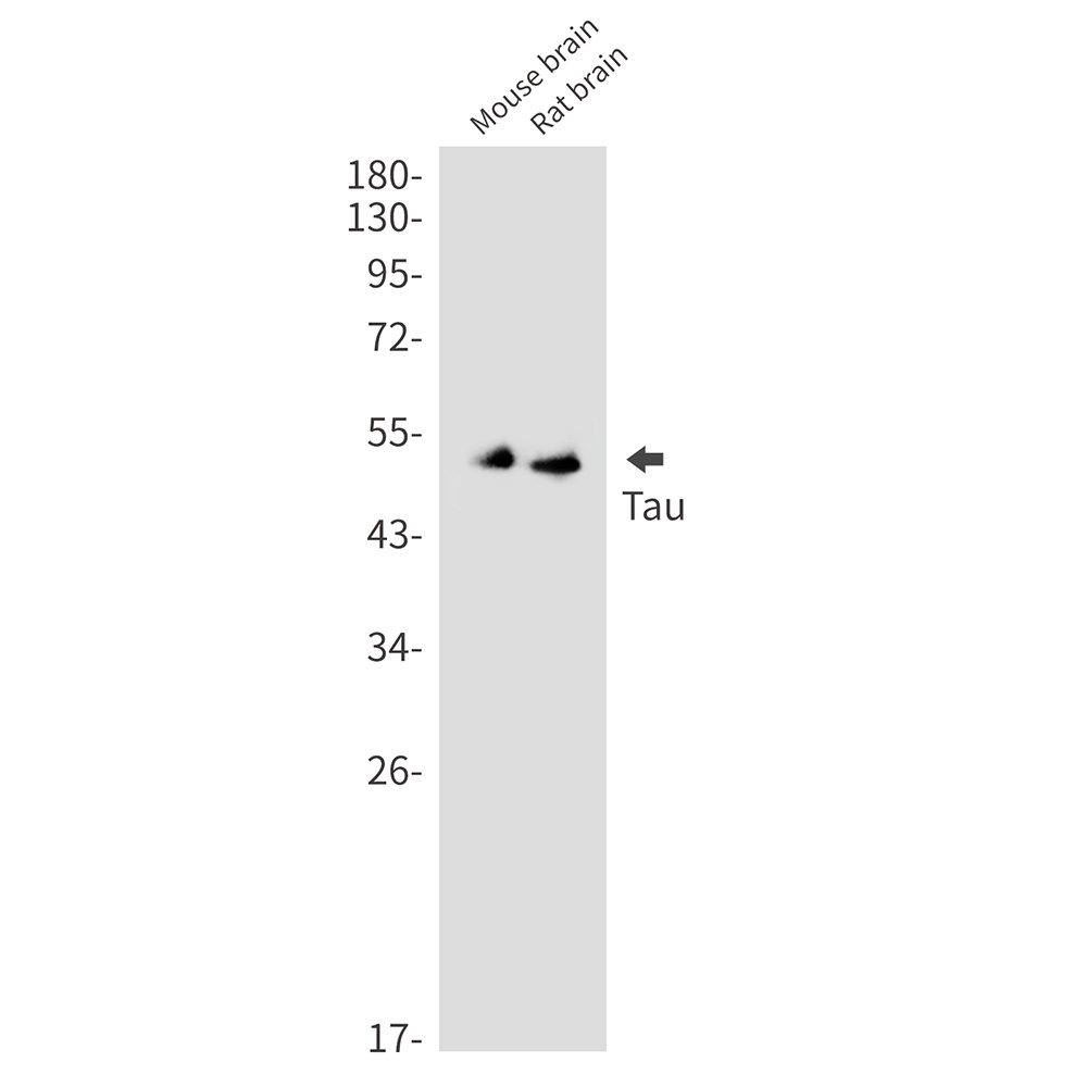 MAPT Antibody