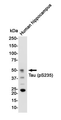 MAPT Antibody