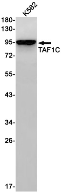 TAF1C Antibody