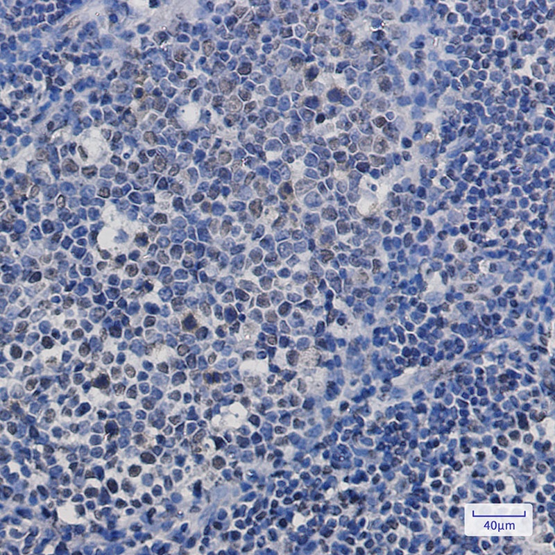 [KO] TAF15 Rabbit mAb
