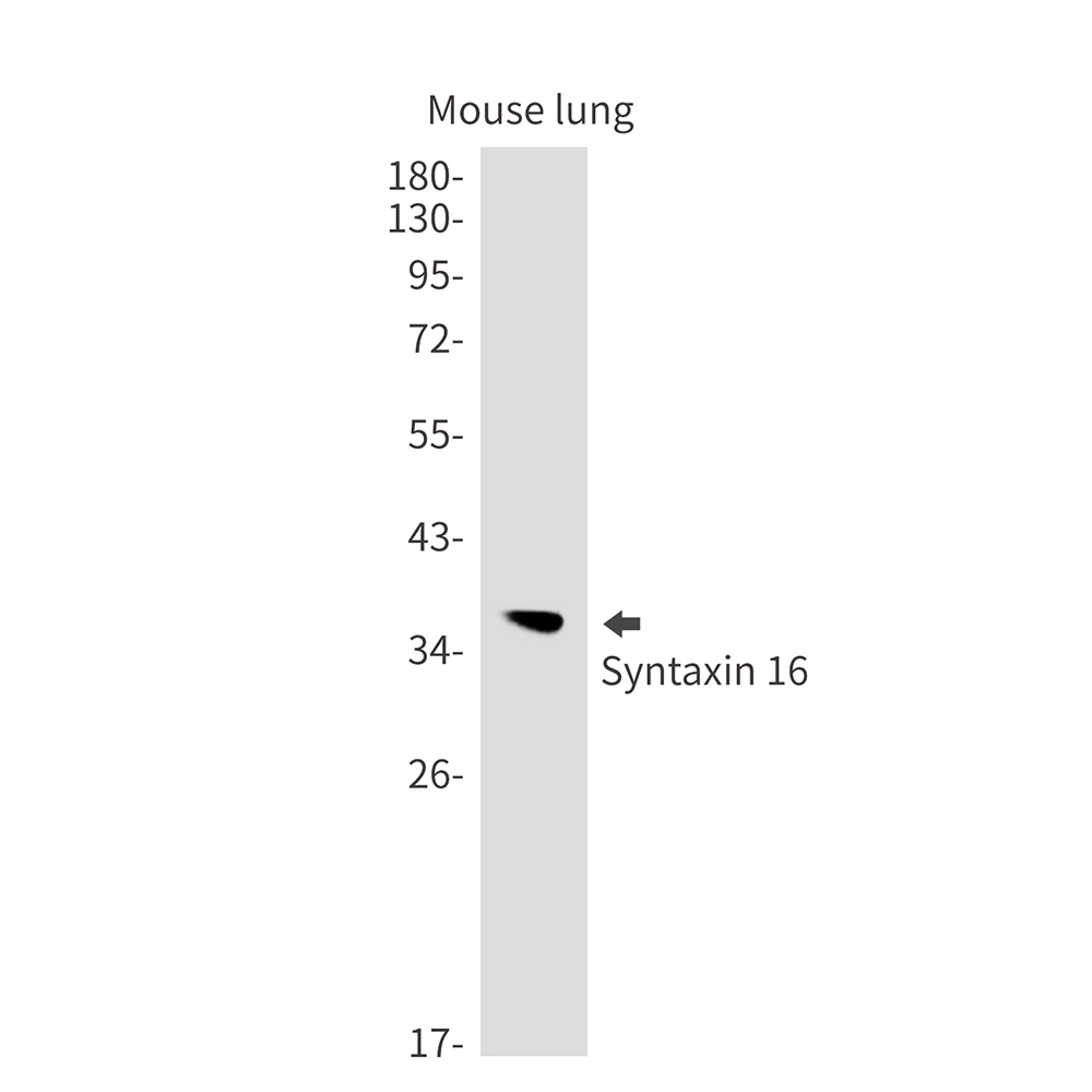 Syntaxin 16 Rabbit mAb